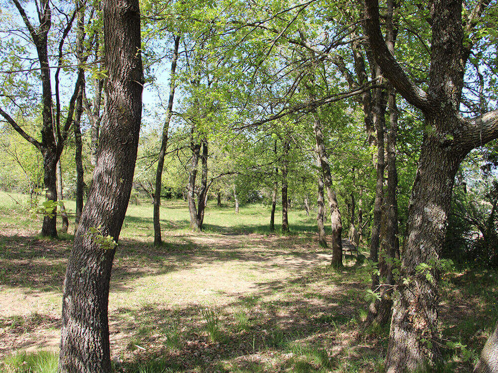 La forêt présente sur le site est en majeure partie naturelle