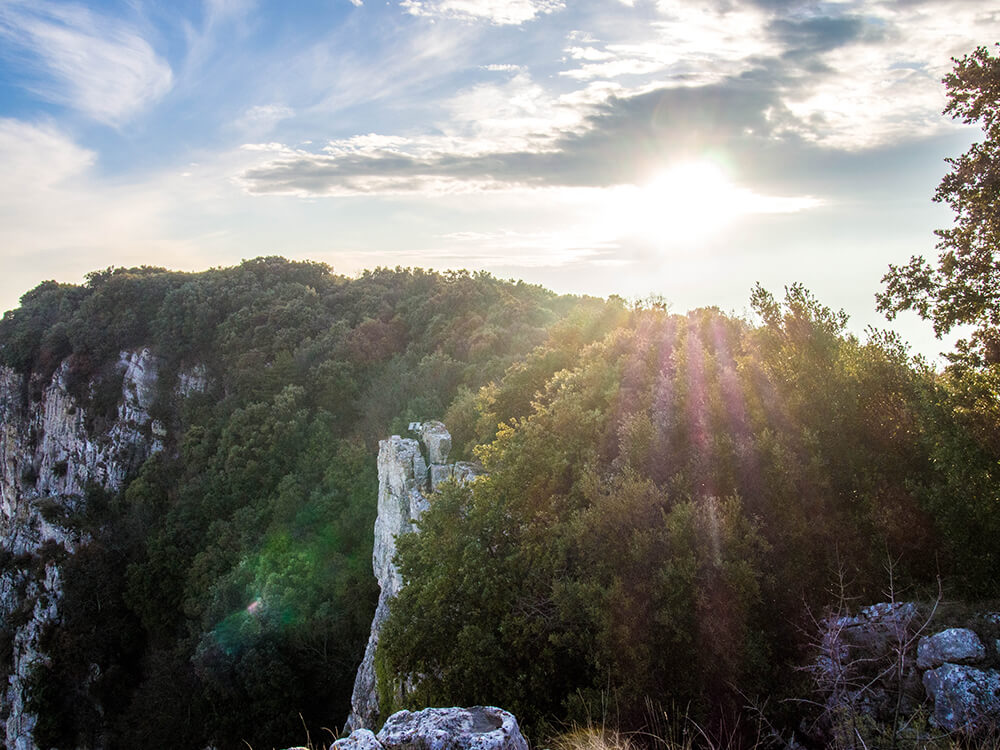 La forêt présente sur le site est en majeure partie naturelle