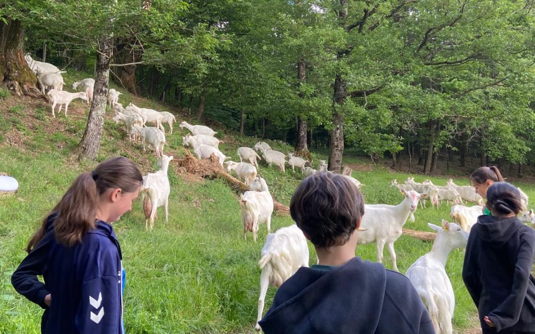 Sensibiliser les enfants à la biodiversité dans les pâtures